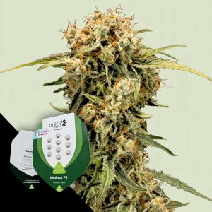 Medusa F1 Royal Queen Seeds