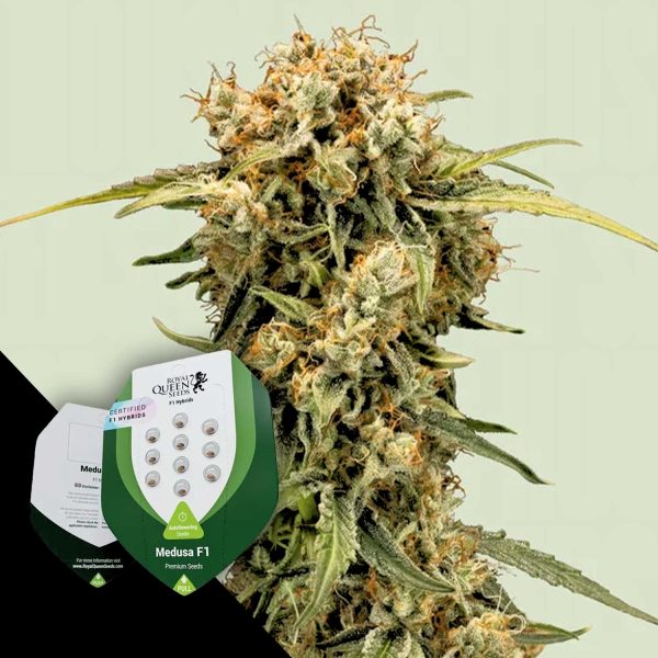 Royal Queen Seeds Medusa F1