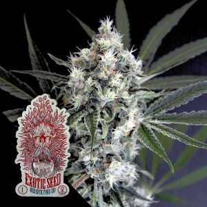 Medxotic Pure Cbd Exotic Seeds