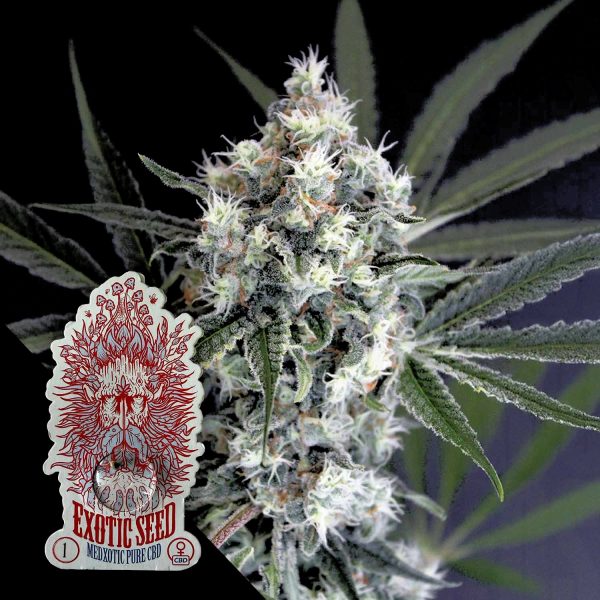 Exotic Seeds Medxotic Pure CBD