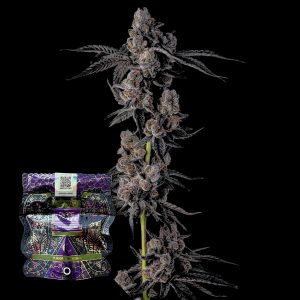 Mellowz Compound Genetics