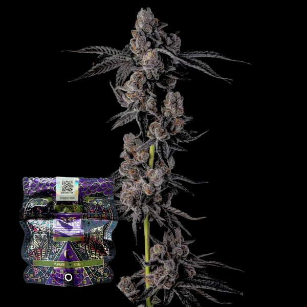 Compound Genetics Mellowz