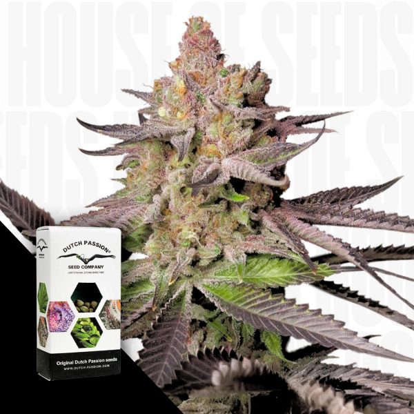 Dutch Passion Melonade Runtz