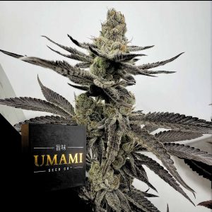Melt Mode Umami Seeds