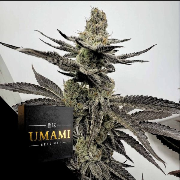 Umami Seeds Melt Mode