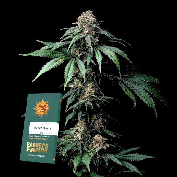Barneys Farm Mendo Breath