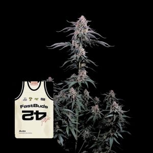 Mendo Cherry Cookies Auto 420 Fast Buds