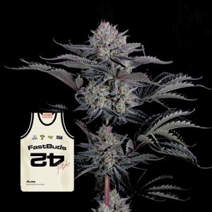 Mendo Frost Auto 420 Fast Buds
