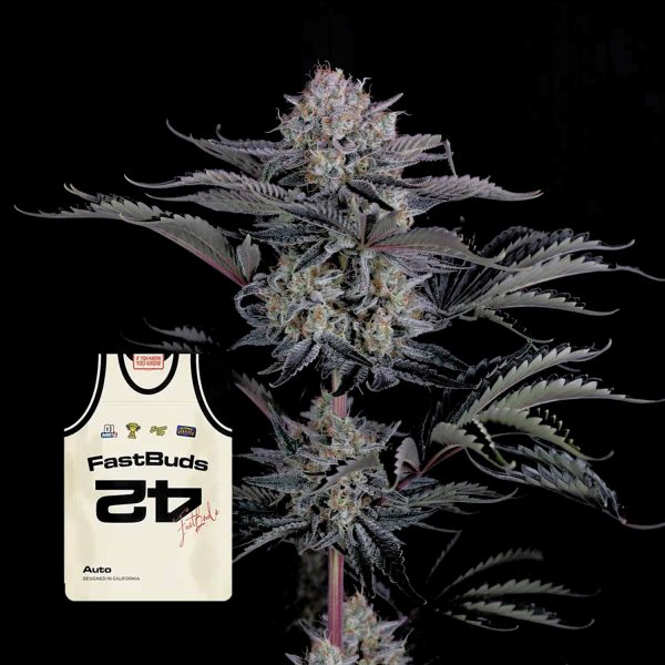 420 Fast Buds Mendo Frost Auto