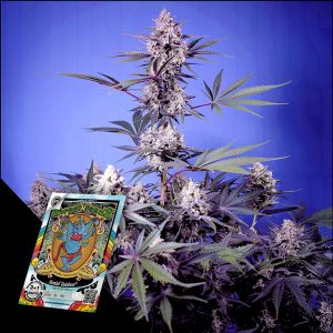 Mental Rainbow F1 Sweet Seeds