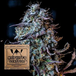 Mephistos Wedding Auto Mephisto Genetics