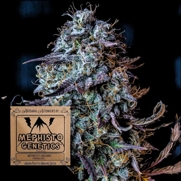 Mephisto Genetics Mephisto’s Wedding Auto