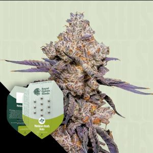 Mexican Rush Auto Royal Queen Seeds