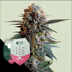 Mexican Rush Royal Queen Seeds