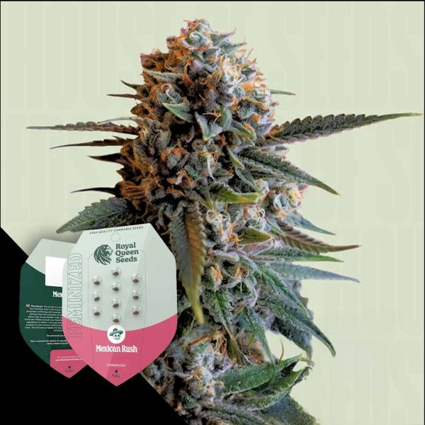 Royal Queen Seeds Mexican Rush