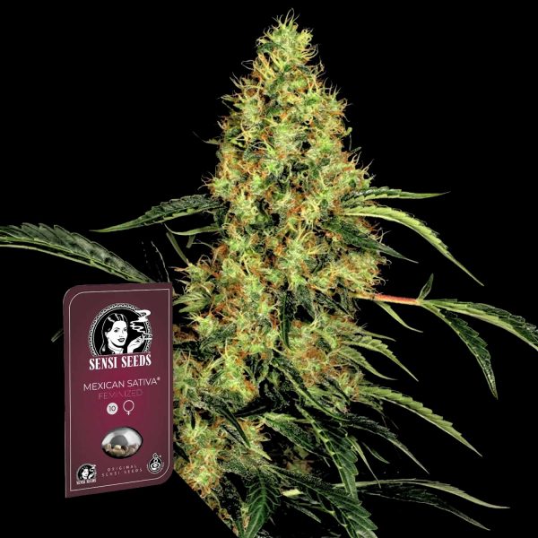 Sensi Seeds Mexican Sativa