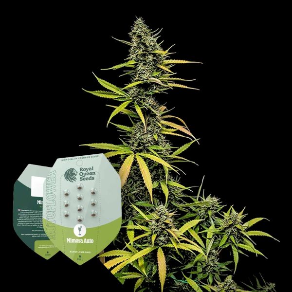 Royal Queen Seeds Mimosa Auto