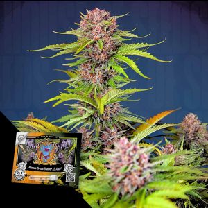 Mimosa Bruce Banner Xl Auto Sweet Seeds