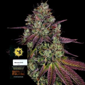 Mimosa Evo Barneys Farm