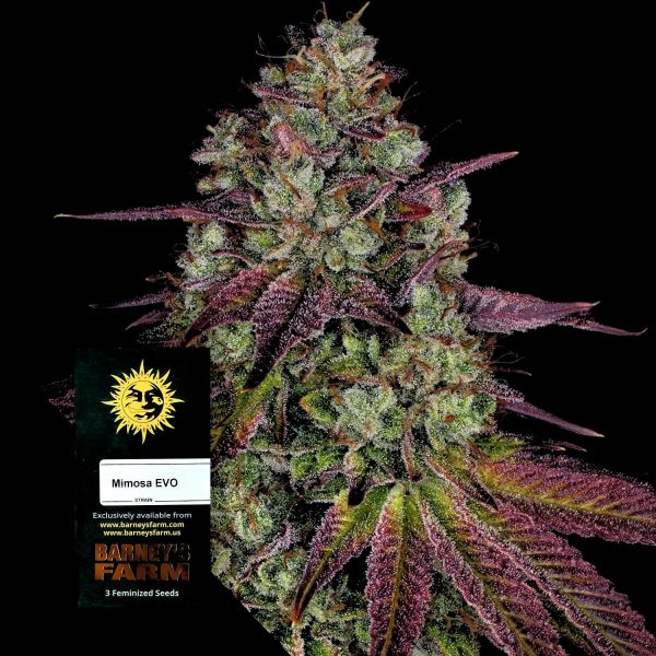 Barneys Farm Mimosa EVO