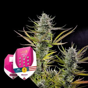 Mimosa Royal Queen Seeds