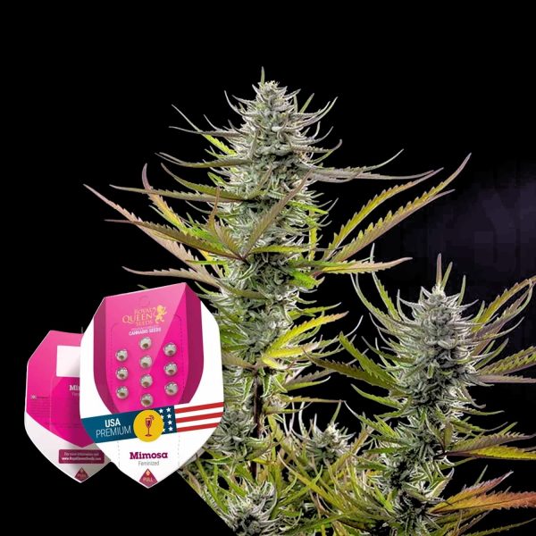 Royal Queen Seeds Mimosa