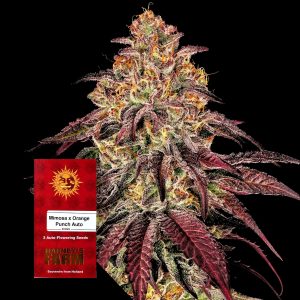 Mimosa X Orange Punch Auto Barneys Farm