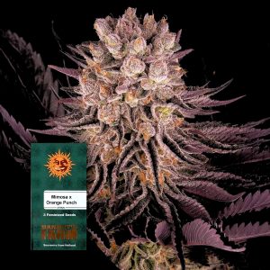 Mimosa X Orange Punch Barneys Farm