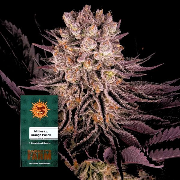 Barneys Farm Mimosa x Orange Punch