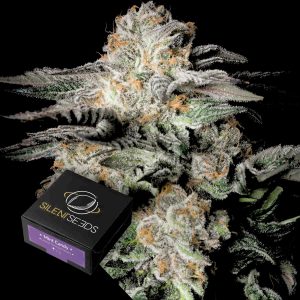 Mint Candy Silent Seeds