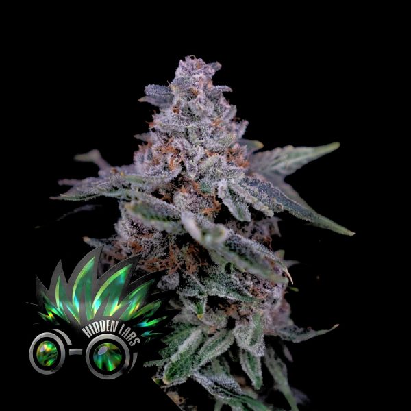 Hidden Labs Mintset