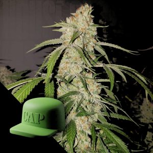 Miracle Grow Capulator