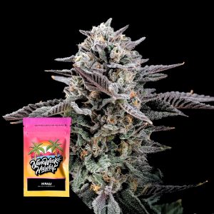 Mirage Nine Weeks Harvest