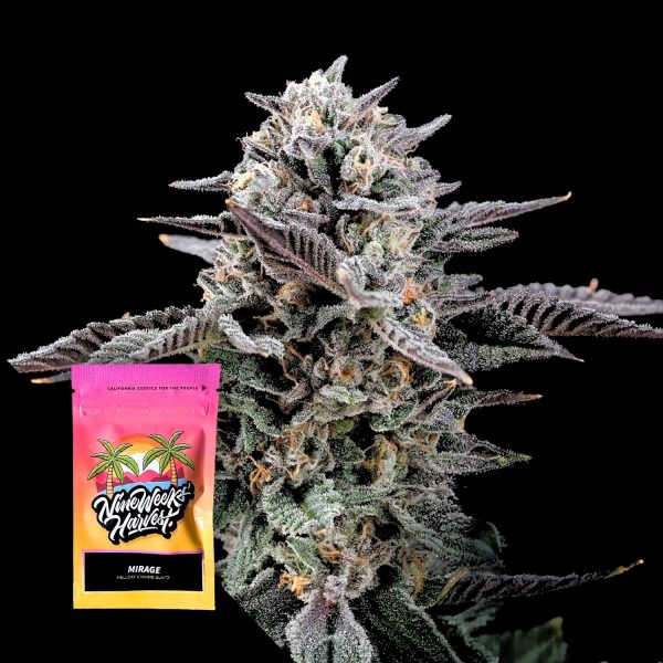 Nine Weeks Harvest Mirage