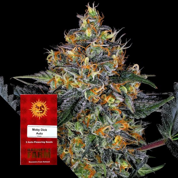 Barneys Farm Moby Dick Auto