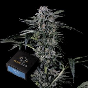 Moby Dick Auto Silent Seeds