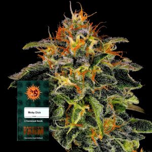 Moby Dick Barneys Farm
