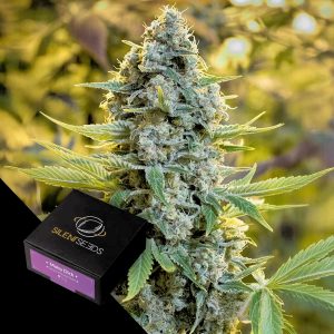 Moby Dick Silent Seeds