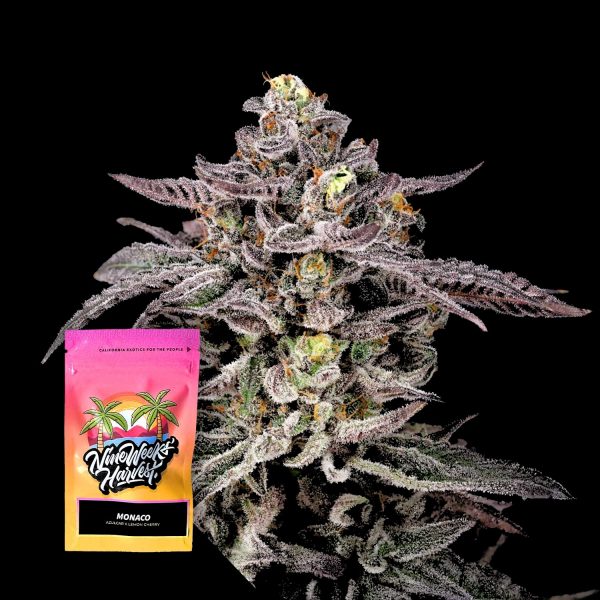 Nine Weeks Harvest Monaco
