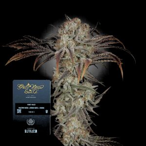 Money Maker Green House Seeds
