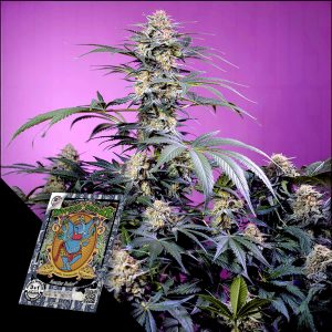 Monster Maker Sweet Seeds