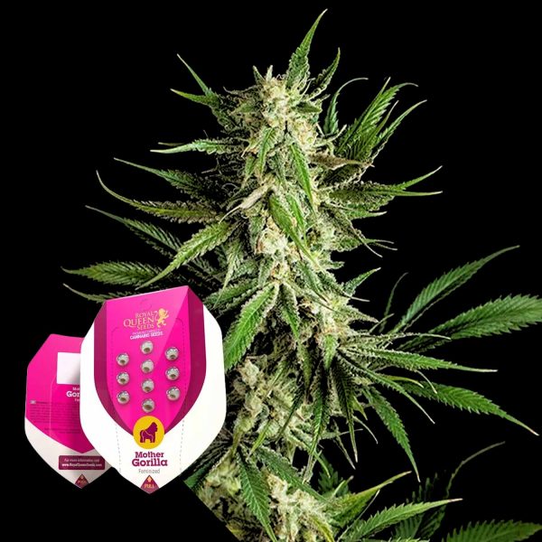 Royal Queen Seeds Mother Gorilla (Ehemals Royal Madre)