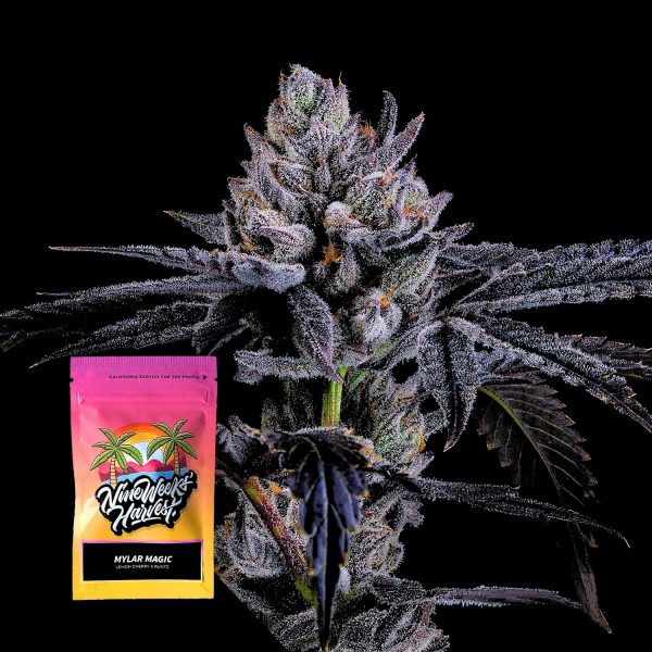Nine Weeks Harvest Mylar Magic