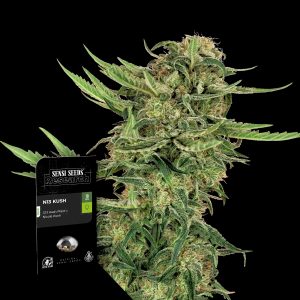 N13 Kush Sensi Seeds