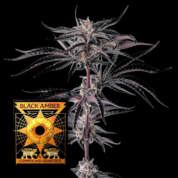 Compound Genetics Nakamarra