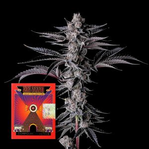 New Money Compound Genetics