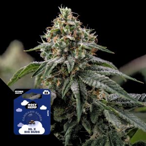 Nl X Big Buds Holy Hemp