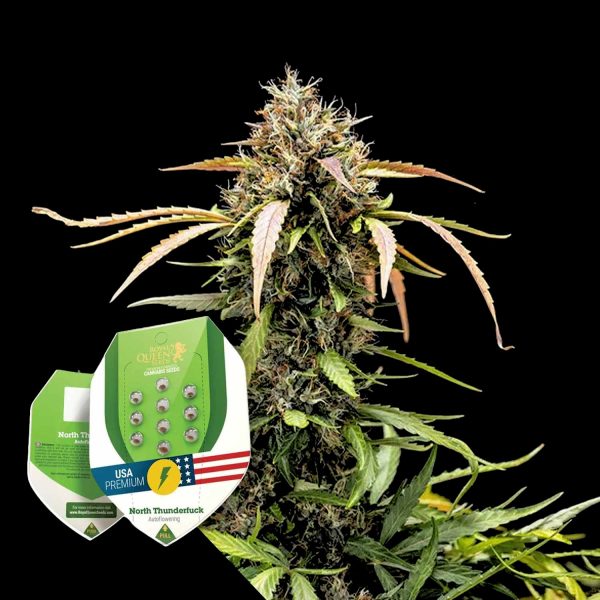 Royal Queen Seeds North Thunderfuck Auto