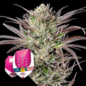 Royal Queen Seeds North Thunderfuck