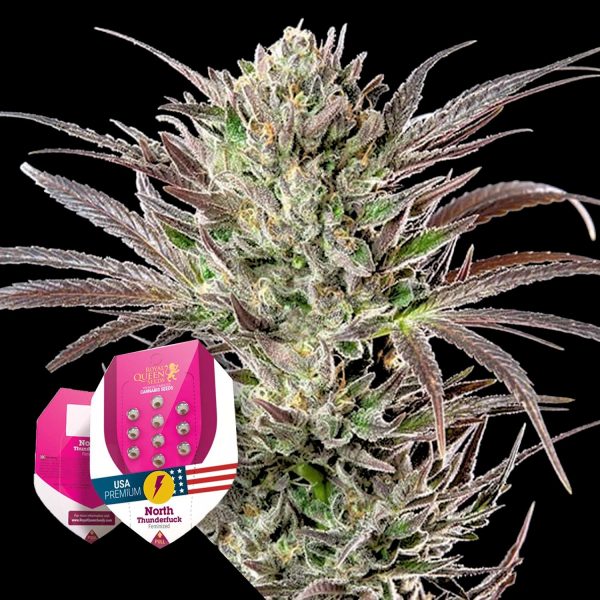 Royal Queen Seeds North Thunderfuck
